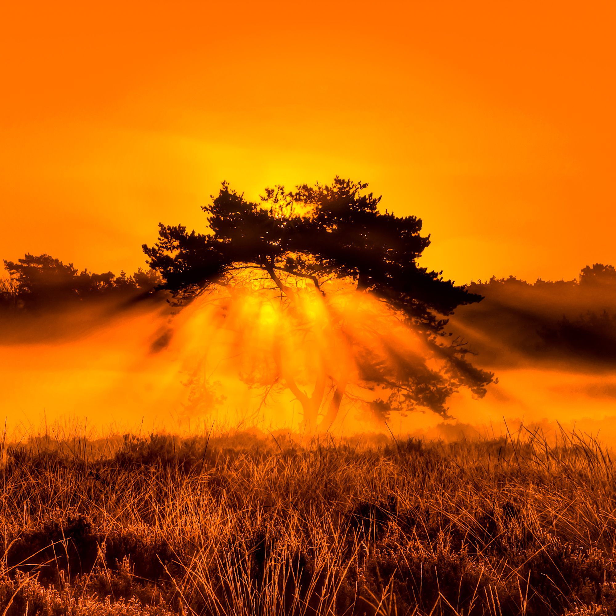 Der Dornbusch brannte - Abendsonne durchbricht einen Baum und taucht die Landschaft in ein sanftes orange